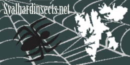 Svalbard insects